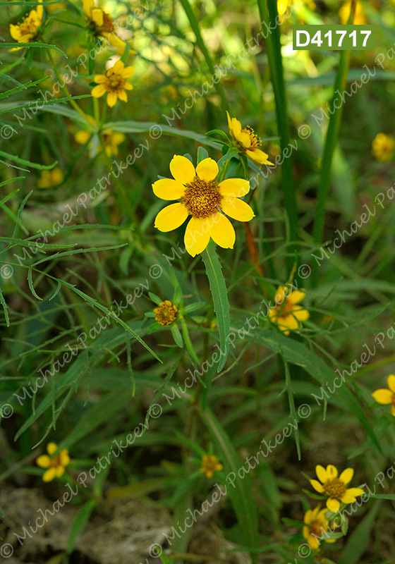 Nodding Beggarticks (Bidens cernua)